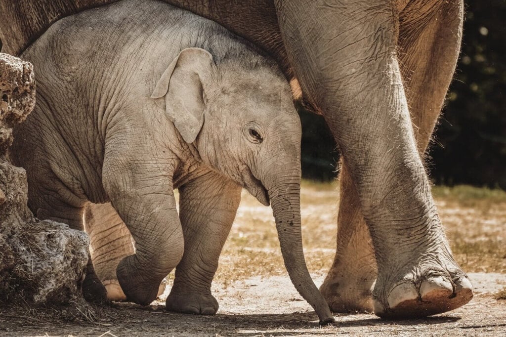 Elephants and chimpanzees mourn and shed tears if a member of their family dies.