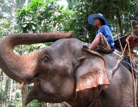elephant ride thailand
