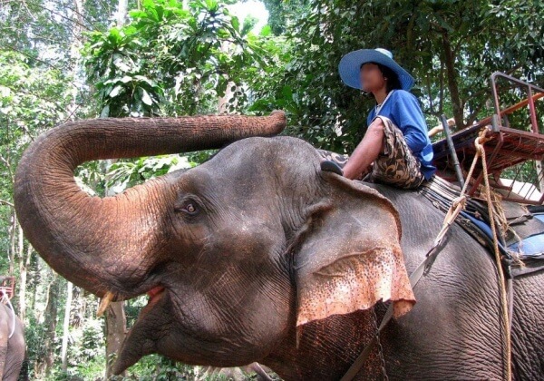 elephant ride thailand