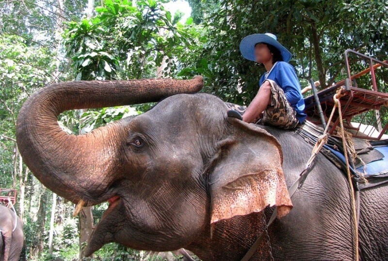 elephant ride thailand