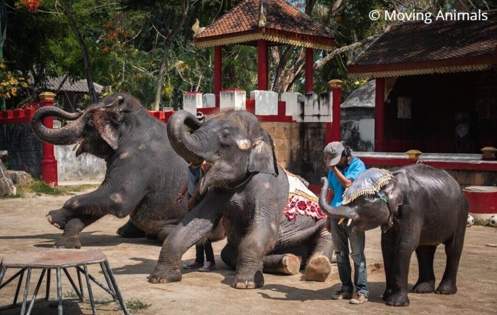 elephants performing at Phuket Zoo