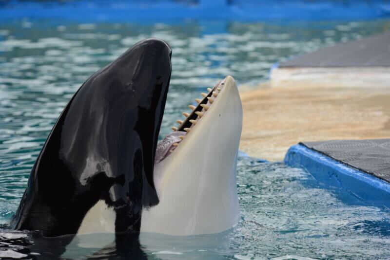 Lolita the orca opens her mouth and shows her teeth at the Miami Seaquarium.