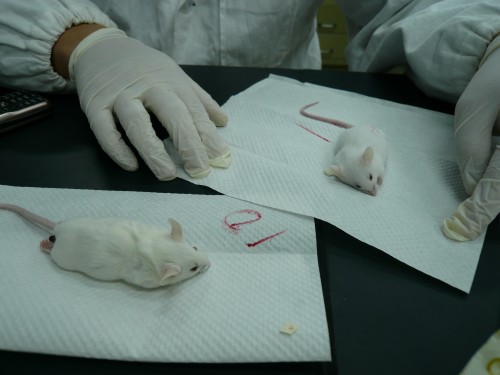 mice dissection