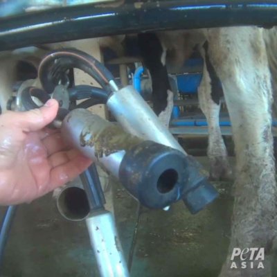 Faeces on milk machines in Australia.