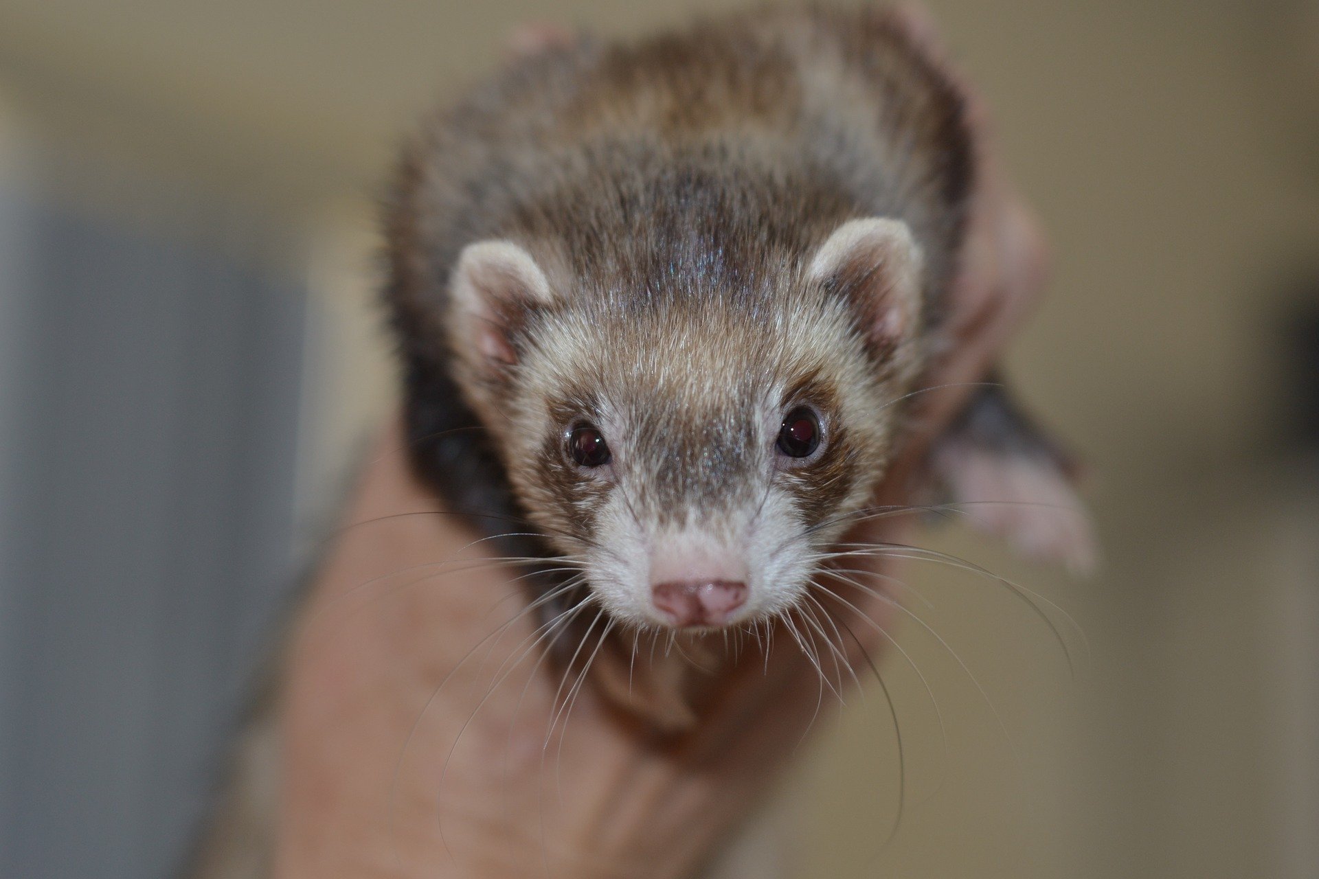 A photo of a ferret.