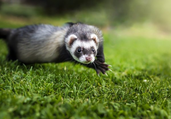 A photo of a happy ferret.