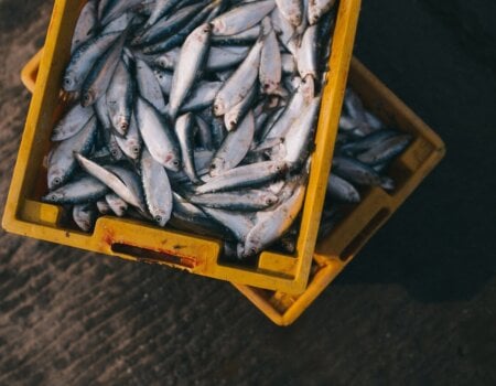 fish in a bucket