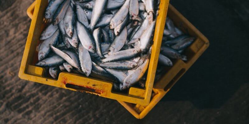 fish in a bucket