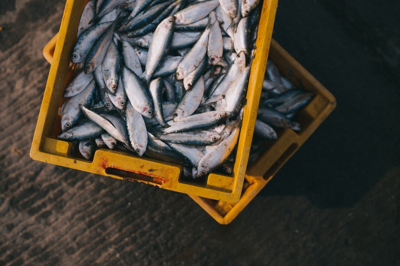 fish in a bucket