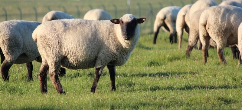 Sheep Farming and the Wool Industry's Damaging Environmental Impact |  Animals Used for Clothing - Issues - PETA Australia