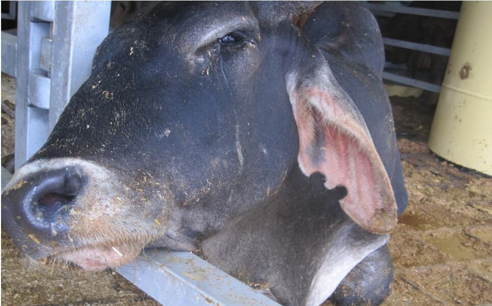 Demand An End to Cruel Live Export