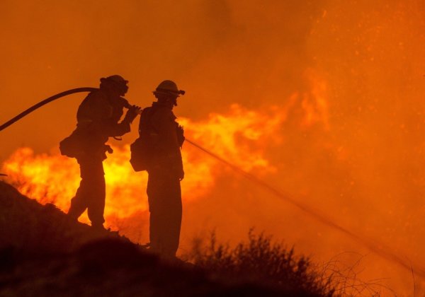 Safeguarding Animals During Bushfires