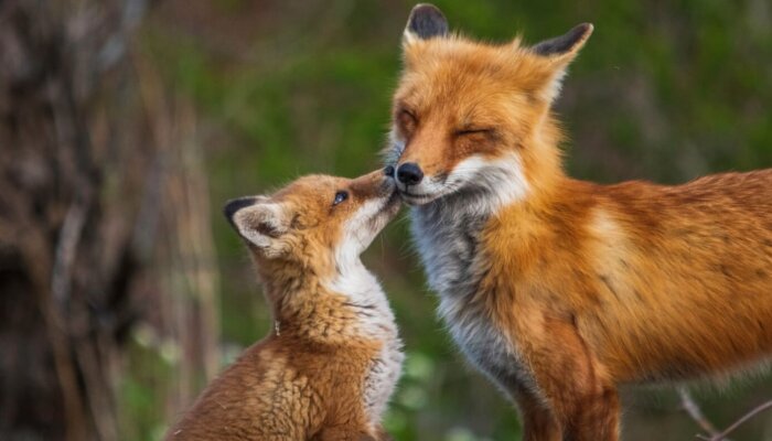 a baby and adult fox