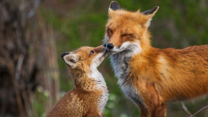 a baby and adult fox