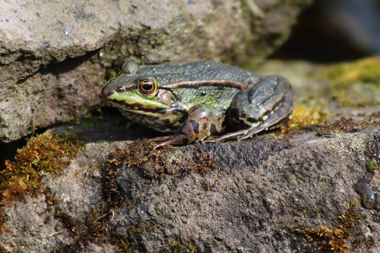 Global Supermarket Brand Drops Frog Legs After Chilling PETA Exposé