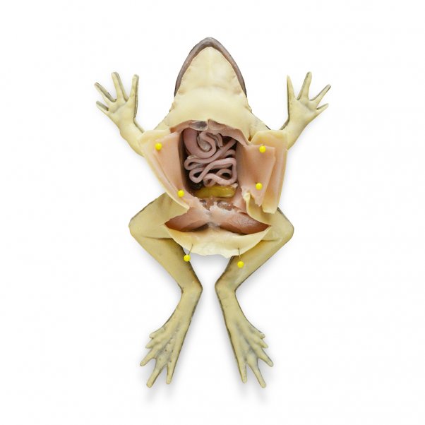 A photo of a SynFrog.