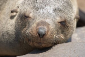 fur seal