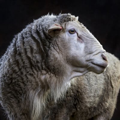 Sheep portrait