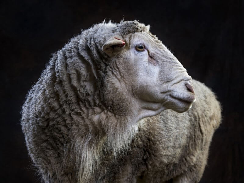 Sheep portrait