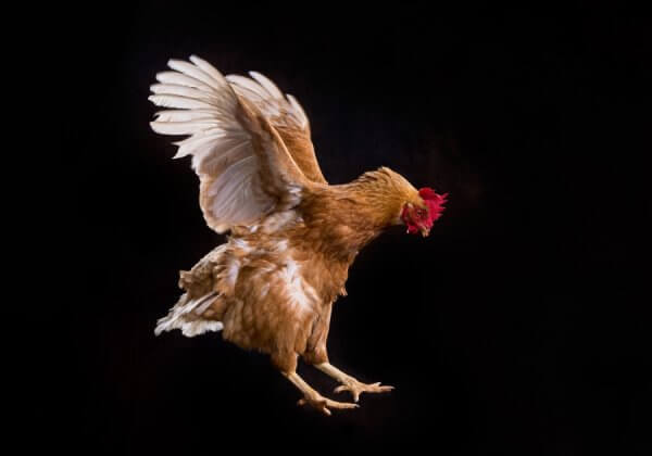 Flying chicken