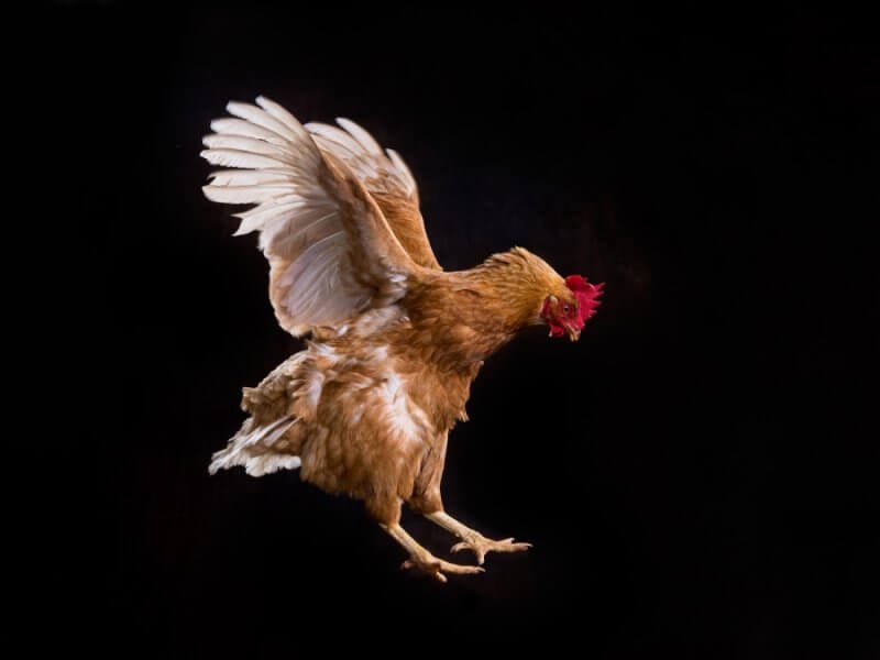 Flying chicken