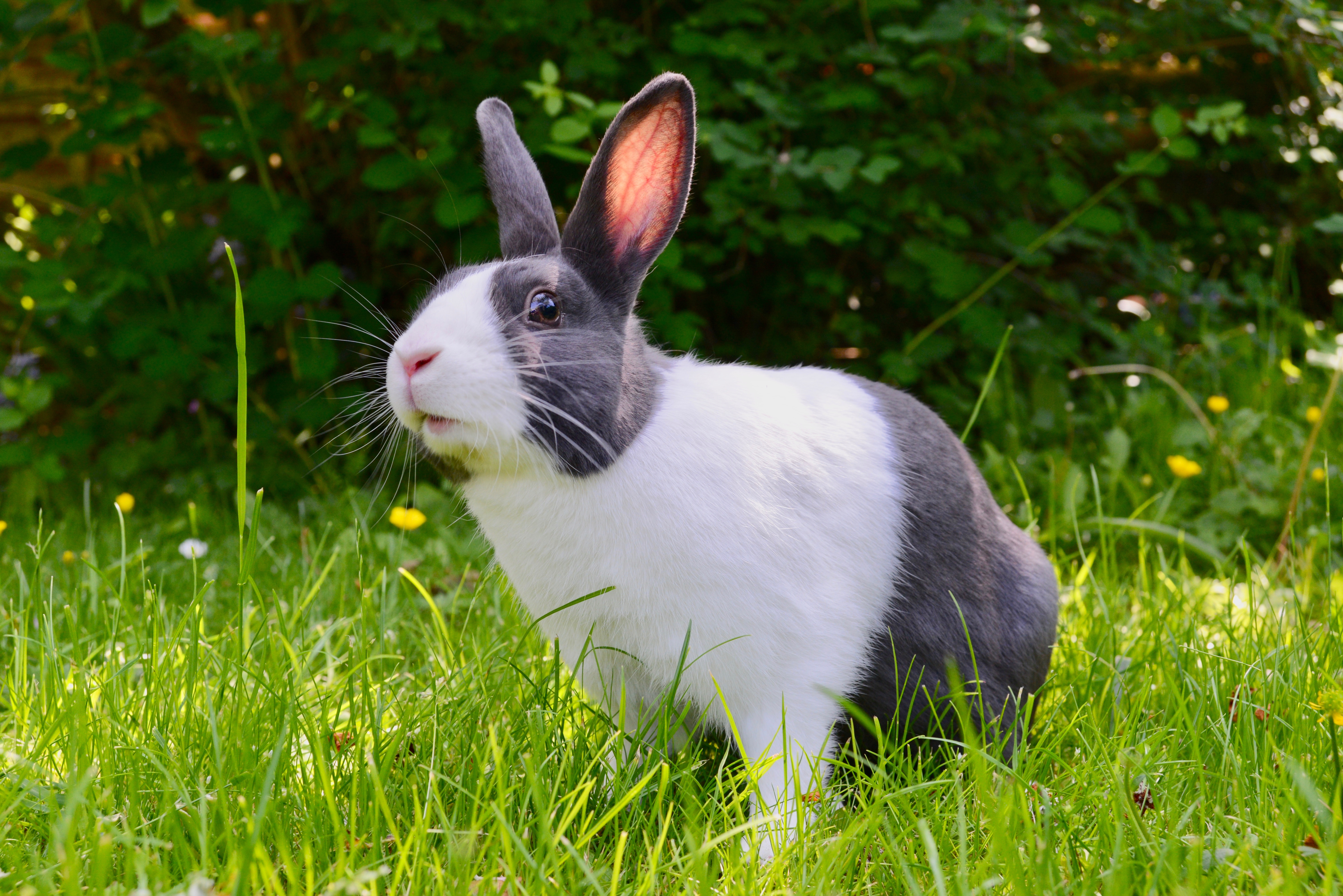 Dove Earns Cruelty-Free Stamp of Approval, Added to ‘Beauty Without Bunnies’ List