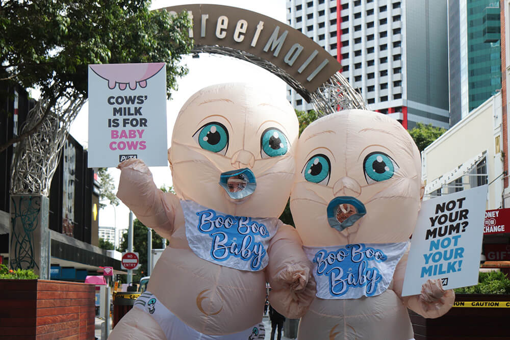 PETA's giant babies at Queen Street Malls