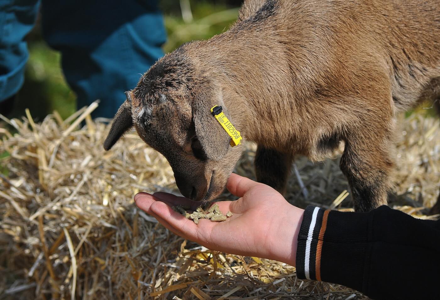 Victory! No More On-Campus Petting Zoo For “Stress Less Week”