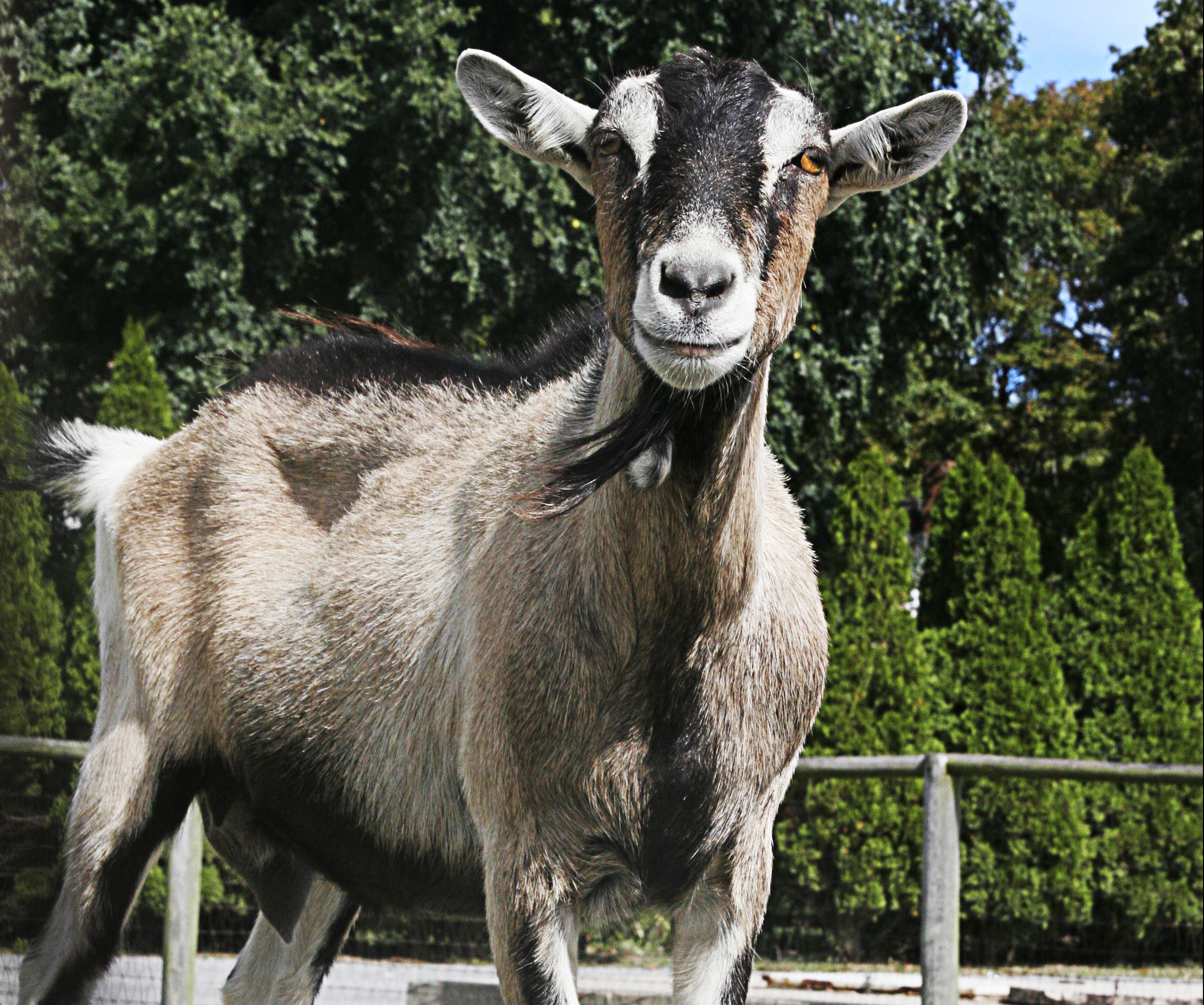 Victory Alert: Cruel Goat Races Cancelled!