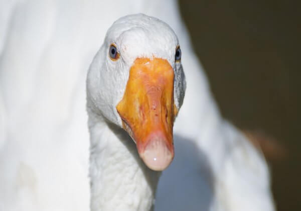 Down Is Plucking Hell for Geese and Ducks