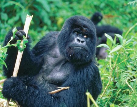 gorilla