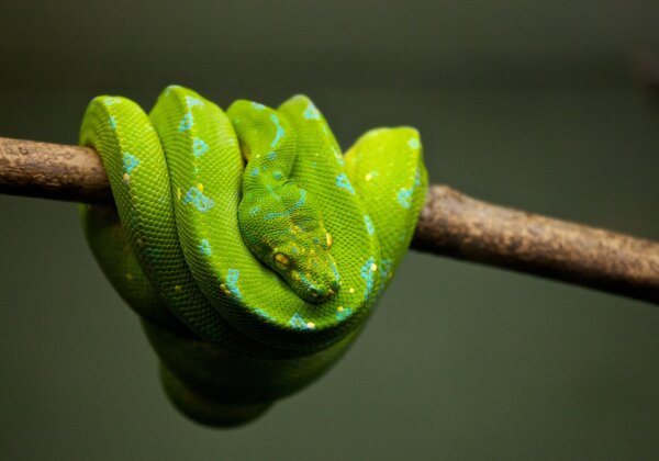 a green snake
