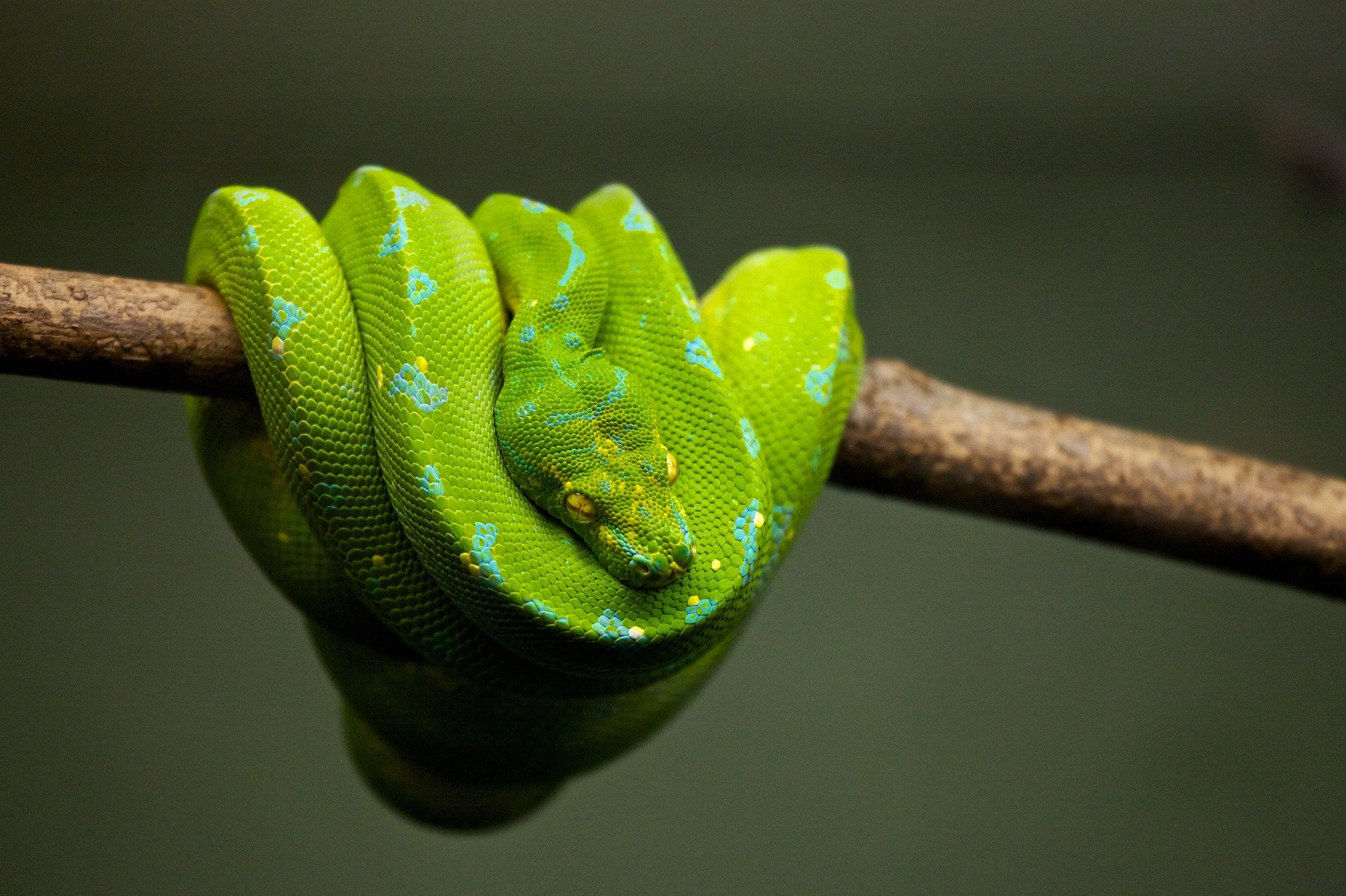 A photo of a green snake.