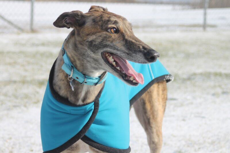 Adopting a greyhound