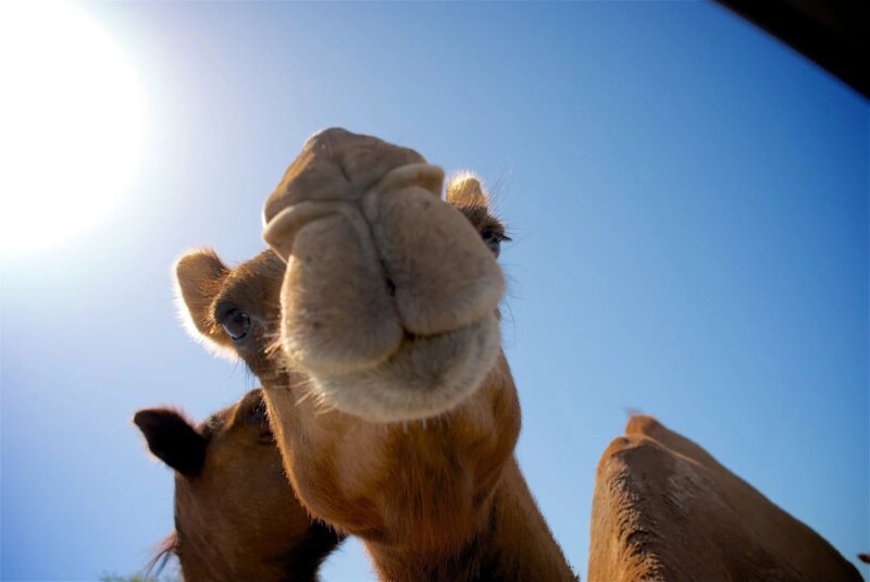 Image shows a camel