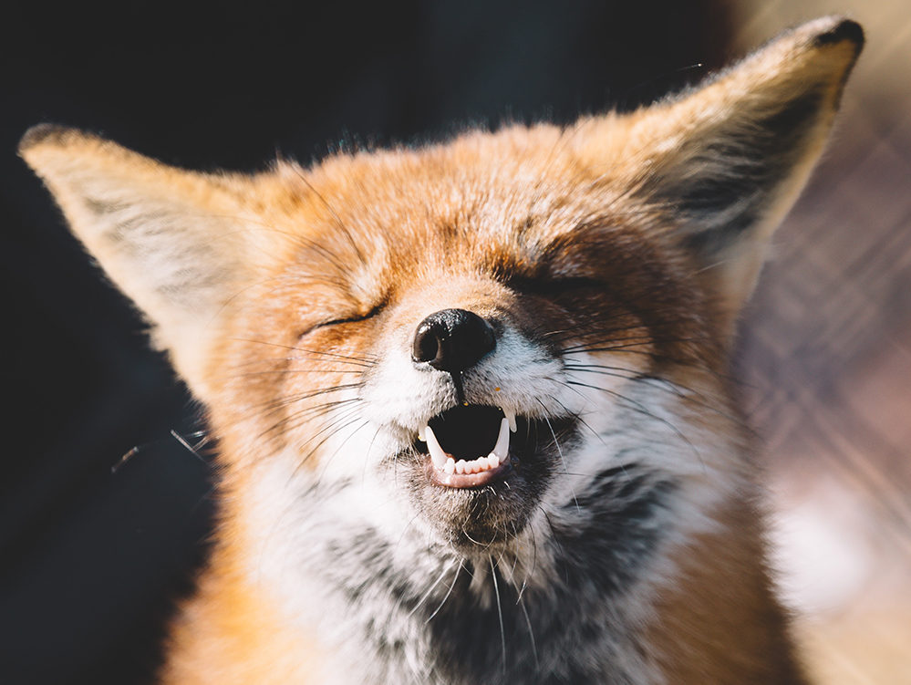 A photo of a happy fox.