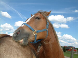 happy horse