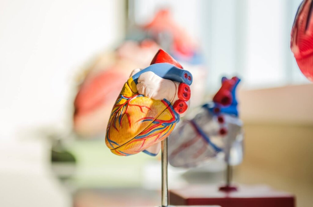 A photo of an anatomically correct heart model.