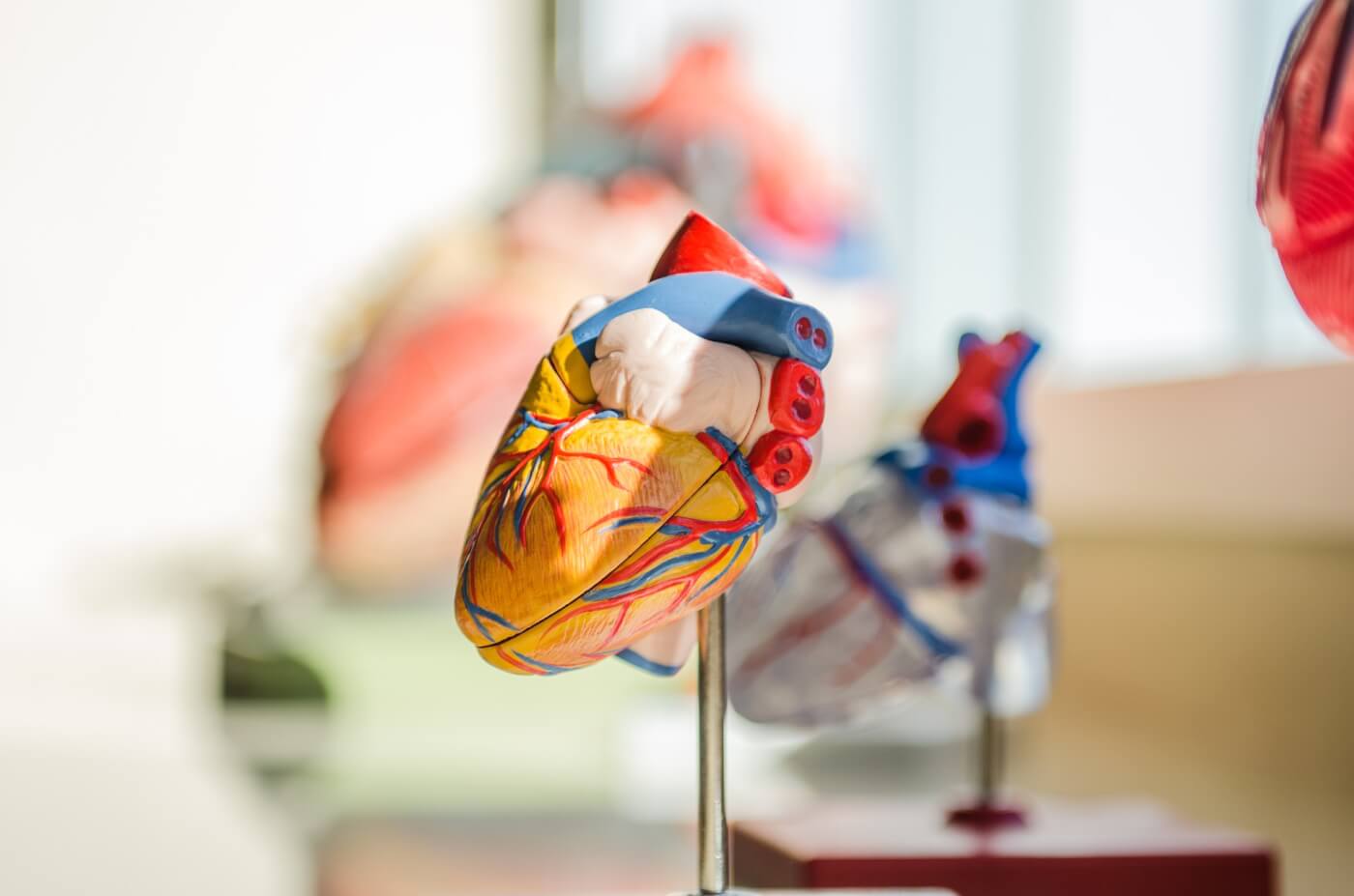 A photo of an anatomically correct heart model.