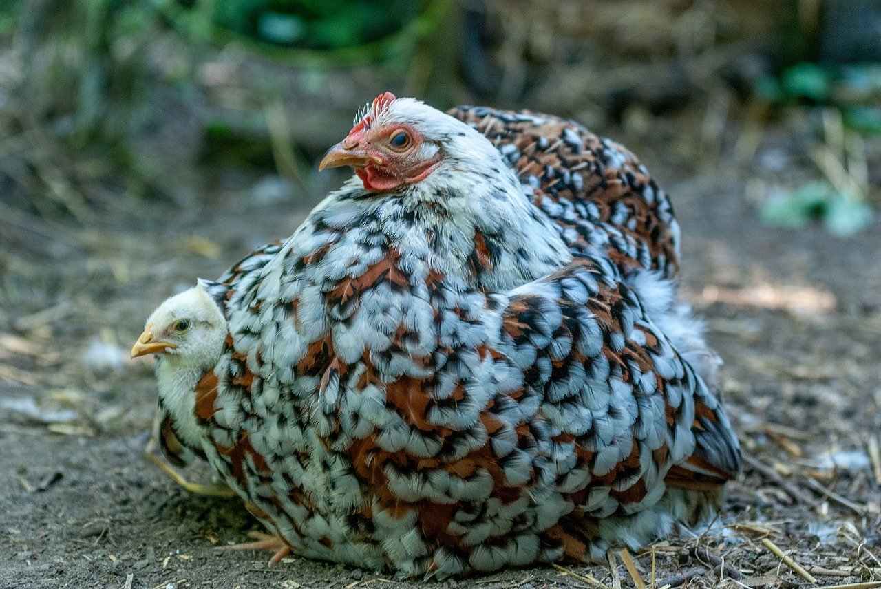 A mother hen and her chick.