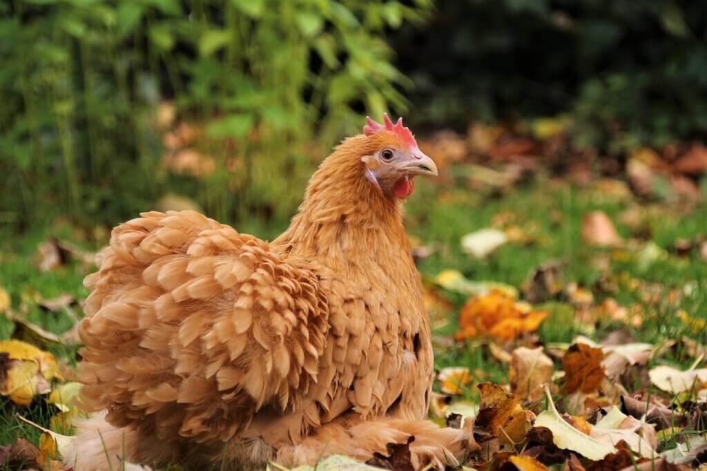 A brown hen