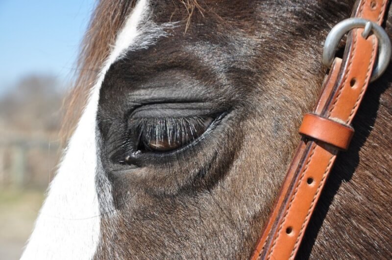 Sad eyes racehorse