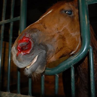 A horse pushed to his limits for "entertainment"