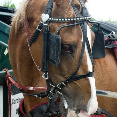 A saddled horse