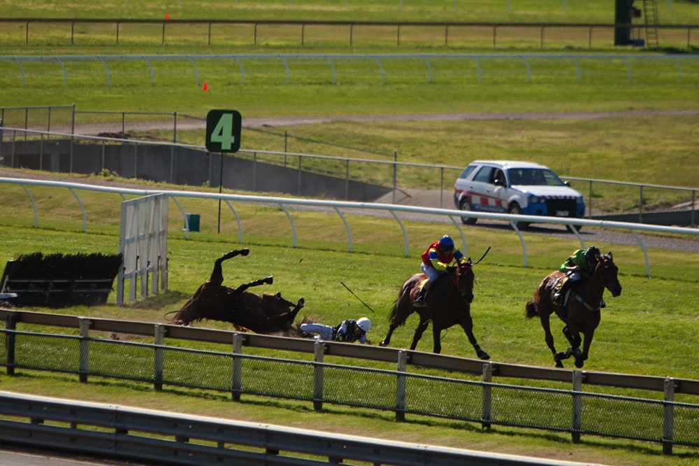 New Zealand’s Jumps Racing Industry: A Cruel and Callous ‘Sport’