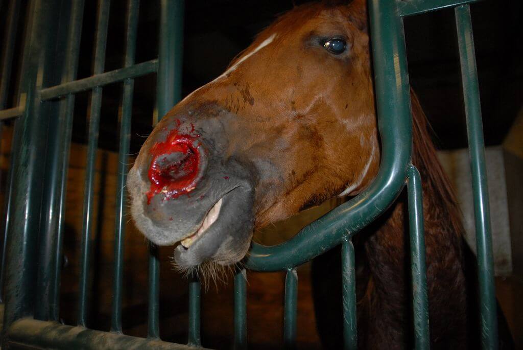 A horse pushed to his limits for "entertainment"