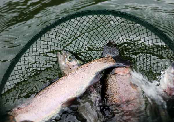 Fish Facts You Need to Know