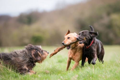 Happy, Healthy Desexed Animals