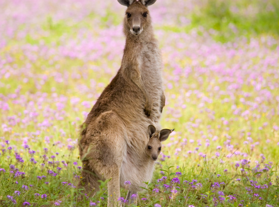 How to Remove Baby Marsupials From Their Dead Mother’s Pouch