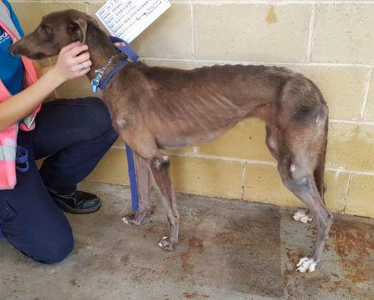 Mass Greyhound Grave Uncovered in Western Sydney